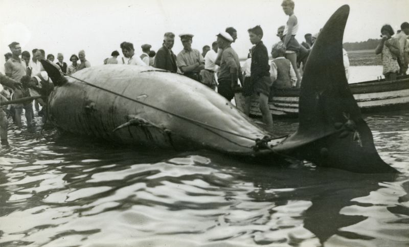  Whale washed up on the Mersea beach. One of the 25ft whales washed up on Mersea Island 30 July 1939. Seen by Mr Lungley, it looked like an overturned boat with people clinging to it. He went out in his motor-boat to the rescue. Another whale floated up to the Hard. Both were dead. Douglas Went postcard. 
Cat1 Mersea-->Events Cat2 Mersea-->Beach Cat3 Natural History