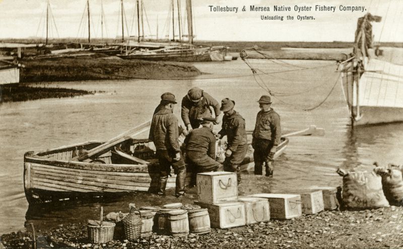  Tollesbury and Mersea Native Oyster Fishery Company. Unloading the oysters. Postcard not mailed.

The company was formed in 1879. This photograph, originally issued on a calendar, shows the day's catch being unloaded on Tollesbury Hard. The highest number of oysters ever despatched by rail on any one day was 110,000. [Tollesbury Past] 
Cat1 Tollesbury-->Woodrolfe Cat2 Oysters-->Pictures Cat3 Tollesbury-->Oysters