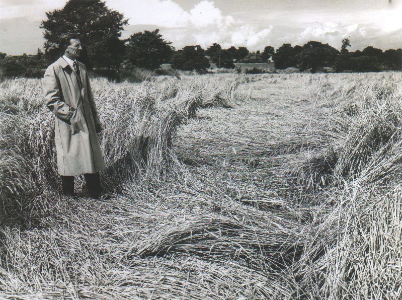  Mr Stephen Wooldridge of Kemps Farm Peldon surveys one of his fields of wheat flattened by the recent heavy rain.

Picture used in Essex County Standard 
Cat1 Places-->Peldon-->People Cat2 Farming