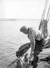 80. ID HEA_OPA_053 Edgar Heard - oyster dredging
Cat1 People-->Fishermen and Seamen Cat2 Smacks and Bawleys Cat3 Smacks and Bawleys