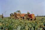 10. ID GSM_FMG_021 Farming on Mersea Island. Nuffield tractor 3606EV and David Brown 350 936REV
Cat1 Farming