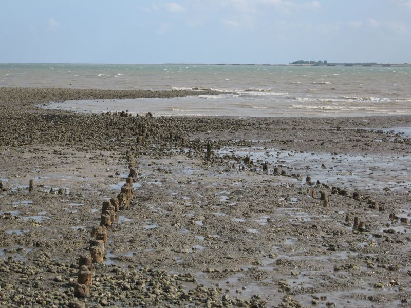  Posts in the mud about 200 yds East of Seaview Avenue, West Mersea, visible at low tide. They are believed by some, but not all, to be an Anglo-Saxon fish weir or fish traps.

View looking south with Sales Point and Saint Peter's Chapel in the distance. 
Cat1 Blackwater-->Fish Weirs Cat2 Mersea-->Beach Cat3 Museum-->DisplayPhotos