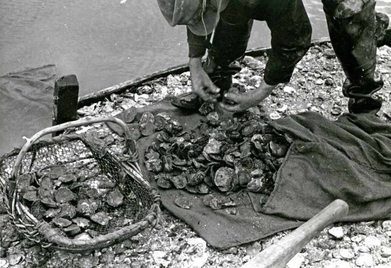  Culling oysters for size and quality. The flat basket on the left was called a tendal.
Used in Smacks and Bawleys, Page 116 
Cat1 Oysters-->Pictures