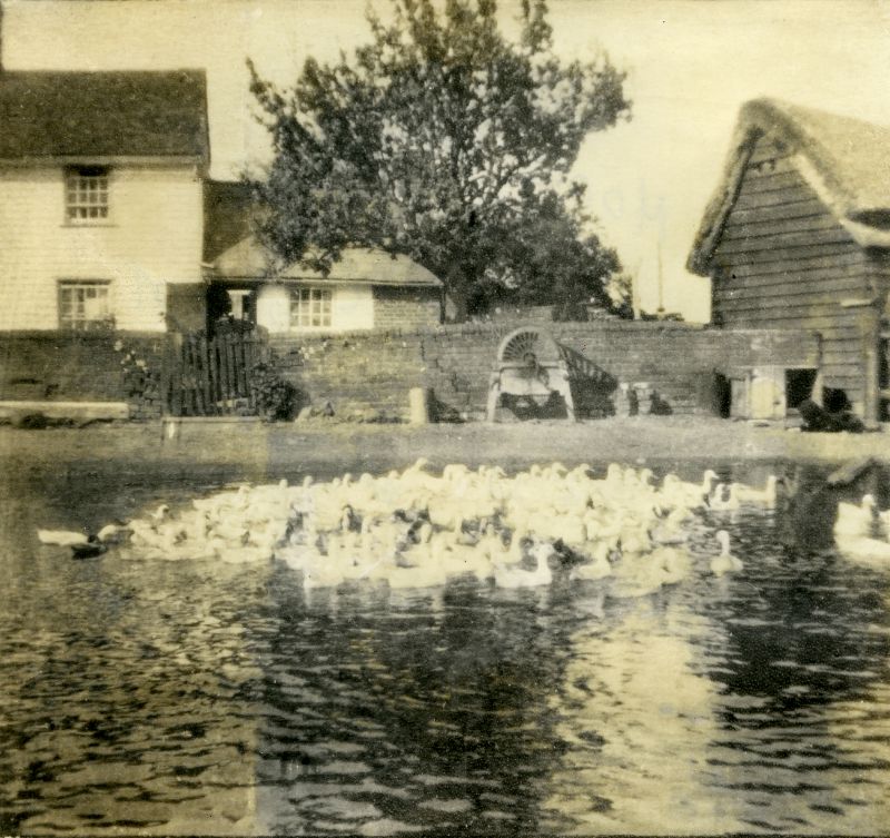  Moor Farm, Colchester Road, Peldon. At one time up to 500 Indian Runner Ducks were kept on the pond. It is now filled in. 
Cat1 Farming Cat2 Places-->Peldon