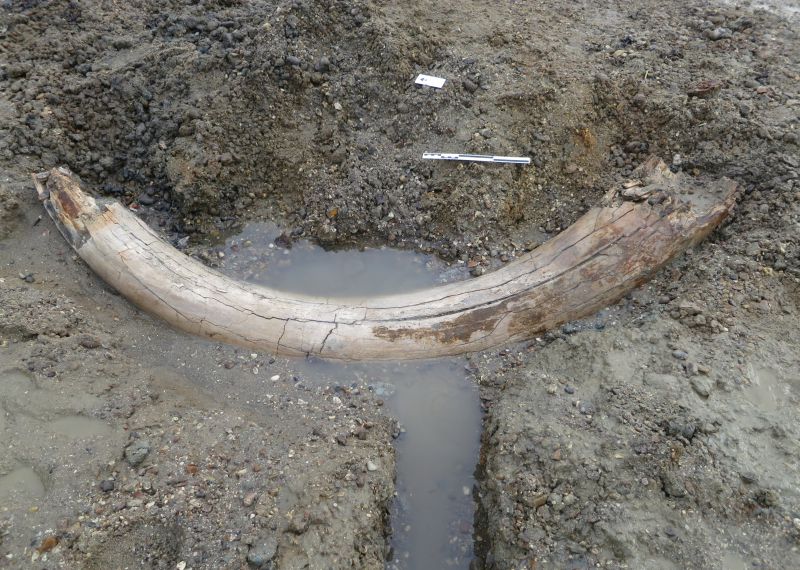 Mammoth Tusk left to rest in mud at East Mersea