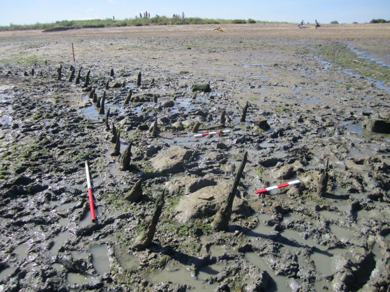  A structure that has appeared from the mud to the east of the Blockhouse Fort near East Mersea Stone. The stakes are substantial - some are a metre high. They have since been dated by CITiZAN as between 1461 and 1636 AD and probably in use at the same time as the fort.
Was it a wharf, or perhaps part of a fish weir ?

View looking north to northwest with the Blockhouse Fort earthworks just ...
Cat1 Mersea-->Beach Cat2 Mersea-->East