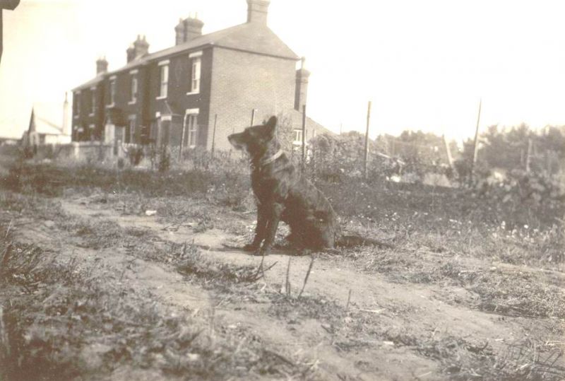  City Road with Bill Wyatt's dog Jip, probably taken at same time as  ...
Cat1 Mersea-->Road Scenes