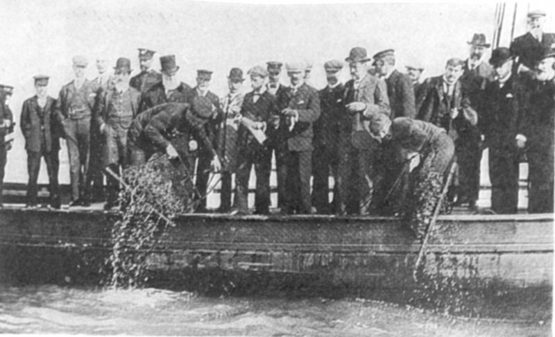  Opening of the Colne Oyster Fishery in 1905. oyster, smack 
Cat1 Oysters-->Pictures