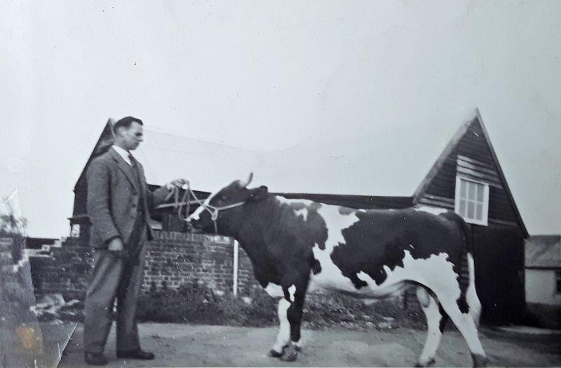  Victor Gray on New Hall Farm. The bull was Gay Gordon. 
Cat1 Farming Cat2 Places-->Wigborough
