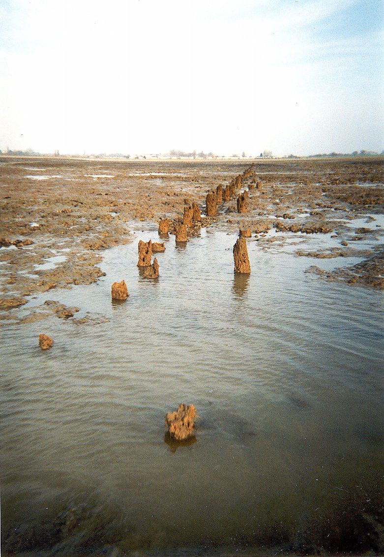  Fish trap or fish weir off Waldegraves, Mersea Island. 
Cat1 Blackwater-->Fish Weirs