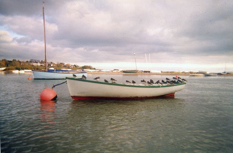  Ralph's skiff. In Besom Creek, West Mersea 
Cat1 Mersea-->Creeks, fleets, channels, saltings