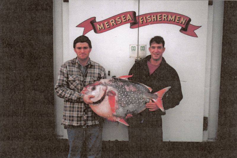  The Mersea Moon-Fish. Steven Stoker left and Kevin Mole right.

The Moon-fish or Opah was found November 22nd, probably 1995.

See  ...
Cat1 Natural History Cat2 Fishing