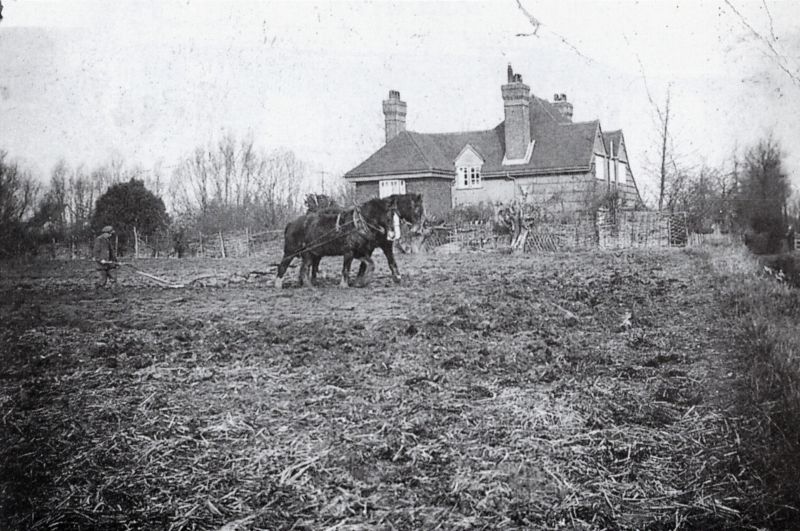  Horse Ploughing. In this picture of quieter and slower farming days, the plough-man carves a single furrow as he controls his pair of heavy horses. The view is taken from beyond 'Latchetts' in Wycke Lane. The gate still to be seen (right) was the entrance to Wycke Farm.


Photograph and caption from Plate 88, 'More from Tollesbury Past', by Keith Lovell. Photograph originally from Mr B. ...
Cat1 Tollesbury-->Other Cat2 Farming