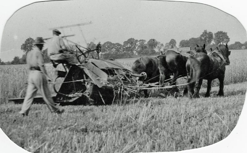  Will and Phil Nicholas harvesting with the binder and horses, probably in the 1930s. The Nicholas family were at Malting Farm. 
Cat1 Places-->Peldon-->People Cat2 Farming