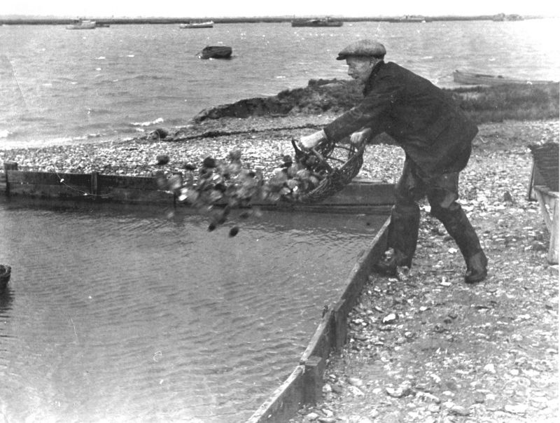  Stoker oyster pits 
Cat1 Oysters-->Pictures Cat2 People-->Fishermen and Seamen