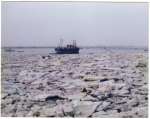 7. ID ASH092 An icy winter. Thought to be late 1980s.
1984 was also a bad winter with a lot of ice in the creeks...
Cat1 Weather Cat2 Mersea-->Creeks, fleets, channels, saltings