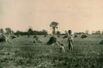  Gill and Anne Wooldridge among the stooks in a corn field. Summer 1948. Kemps Farm, Peldon.  PH01_KSF_045