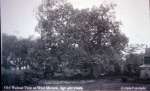 20. ID RG27_479 Old walnut tree at West Mersea. J. Hyde Photograph. In the garden of Yew Tree House ?
Cat1 Mersea-->Views