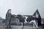 142. ID RTC_003 Victor Gray on New Hall Farm. The bull was Gay Gordon.
Cat1 Farming Cat2 Places-->Wigborough