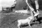 11723. ID WLD_OPA_223 The Barn & special piglet. Weir Farm ?
Cat1 People-->Other Cat2 Farming