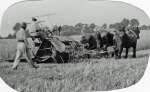  Will and Phil Nicholas harvesting with the binder and horses, probably in the 1930s. The Nicholas family were at Malting Farm.  PH01_LDM_011