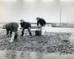  River Colne down to the Sea by Douglas Went. Photograph 45.
 Gathering oysters in a large basket.  DW18_077